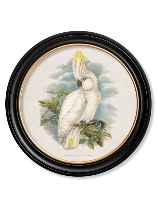 Cockatoos - Round Frames