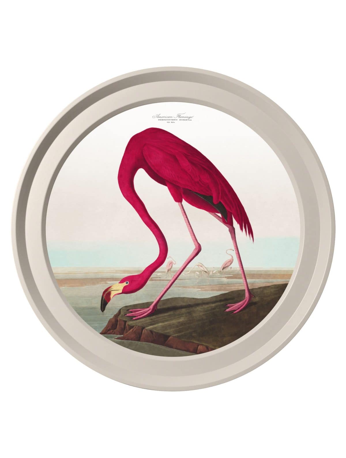 Audubon's Birds of America in Light Round Frames