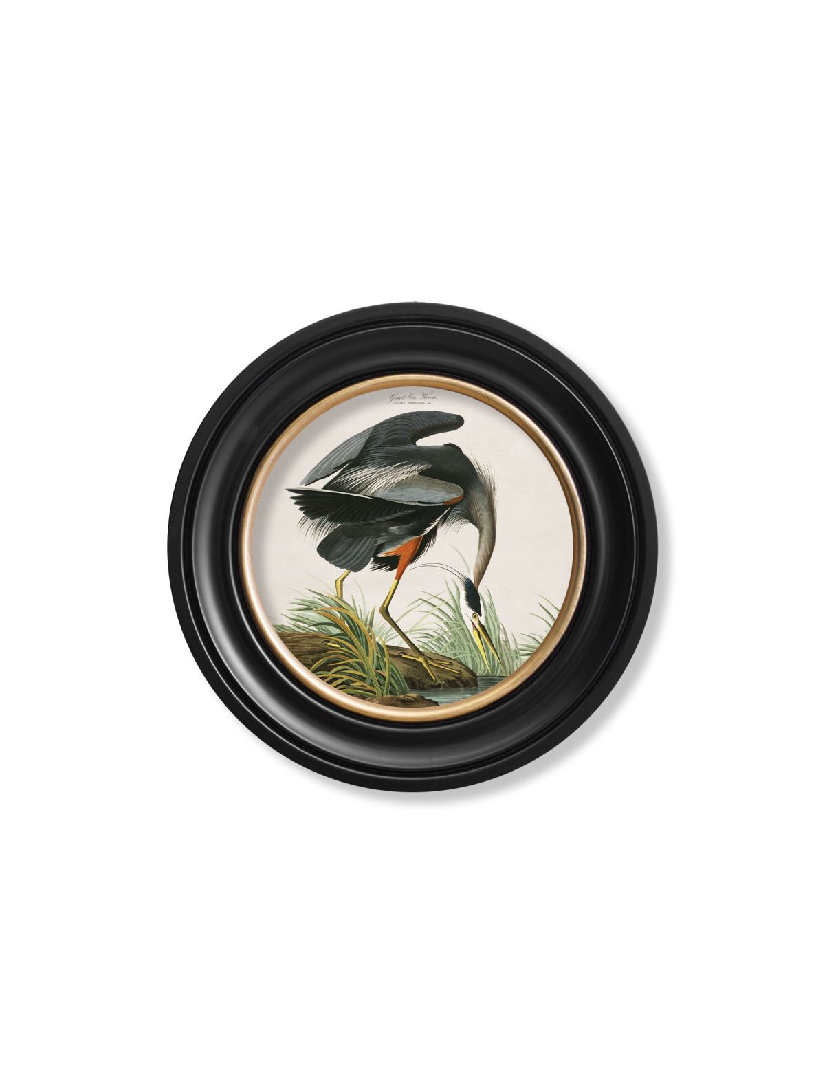 Audubon's Great Blue Heron