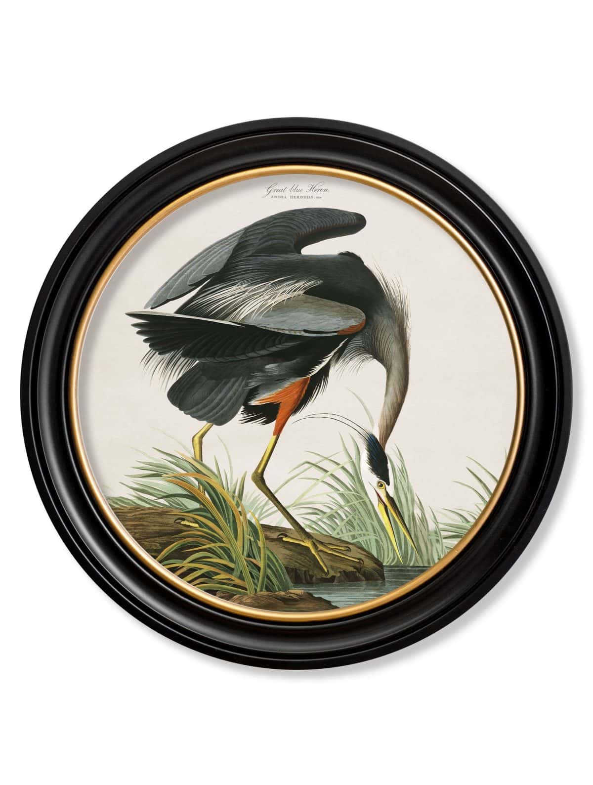 Audubon's Great Blue Heron