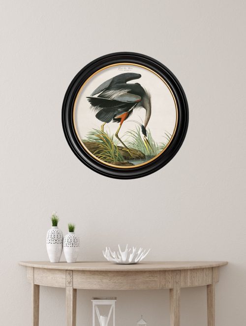 Audubon's Great Blue Heron