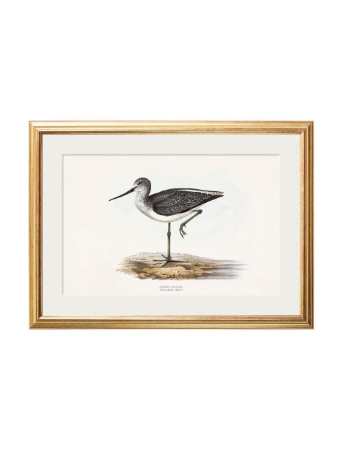 British Coastal Birds