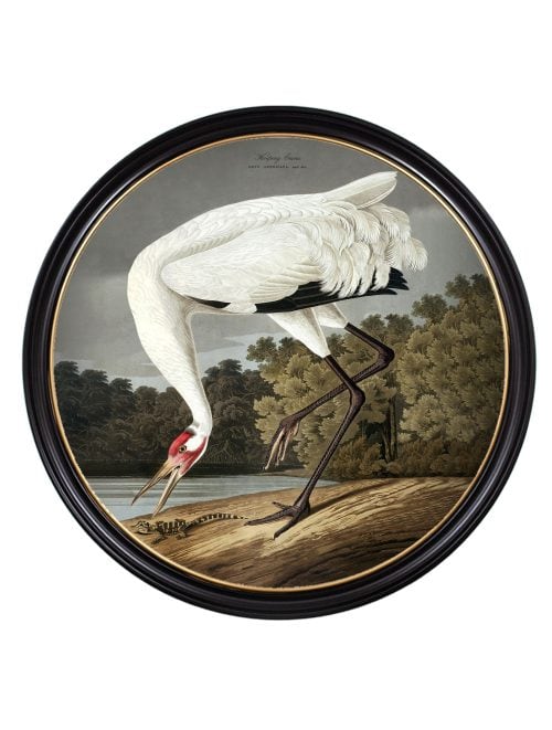 Hooping Crane in Round Frame