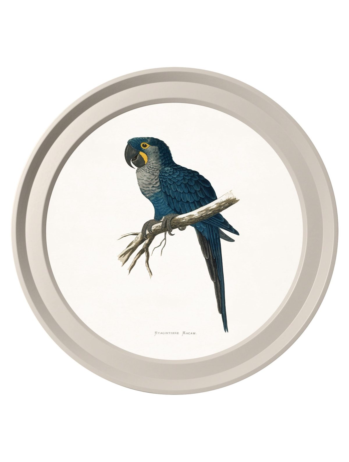 Collection of Macaws in Light Round Frames