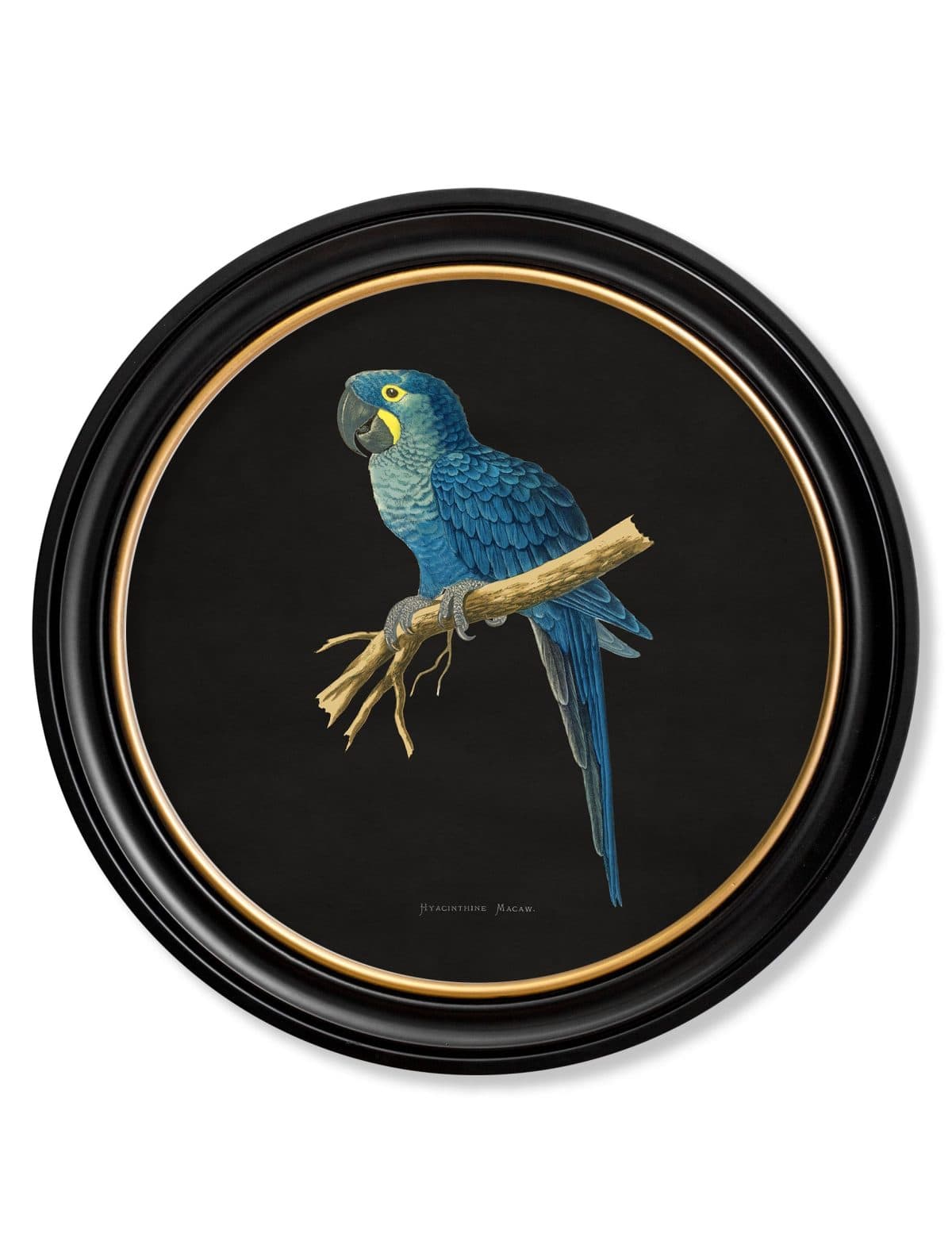 Collection of Macaws in Round Frames - Black