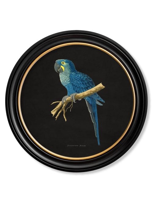 Collection of Macaws in Round Frames - Black
