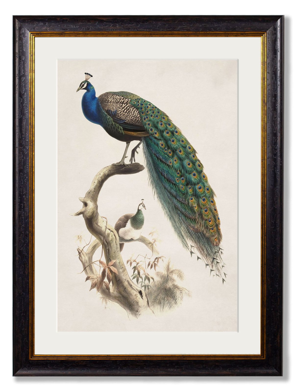 Indian Blue Peacock