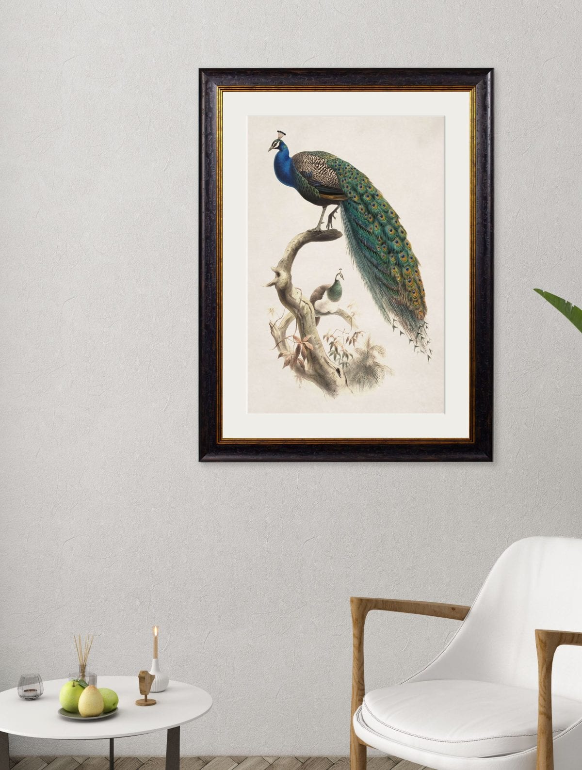 Indian Blue Peacock