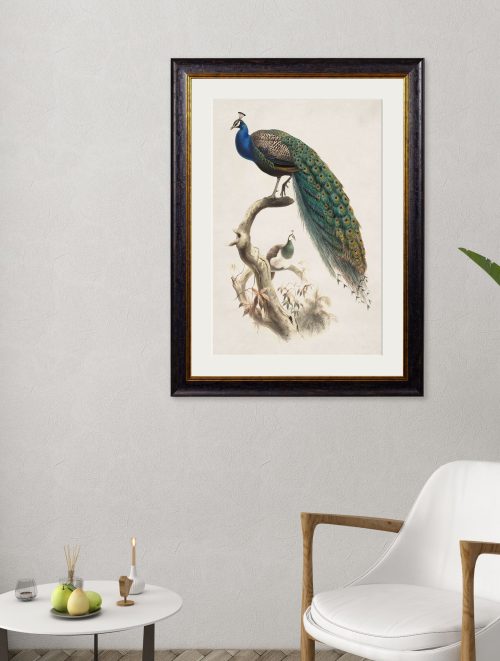 Indian Blue Peacock
