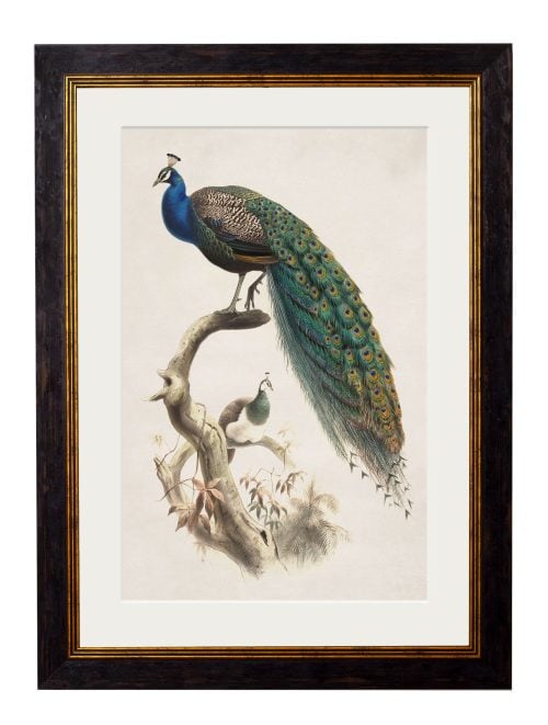 Indian Blue Peacock
