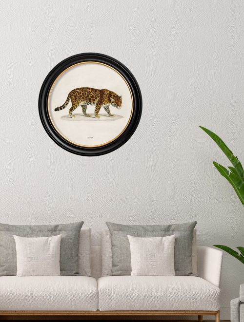 Jaguar - Round Frame