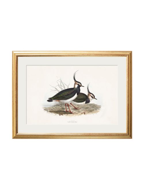 British Coastal Birds