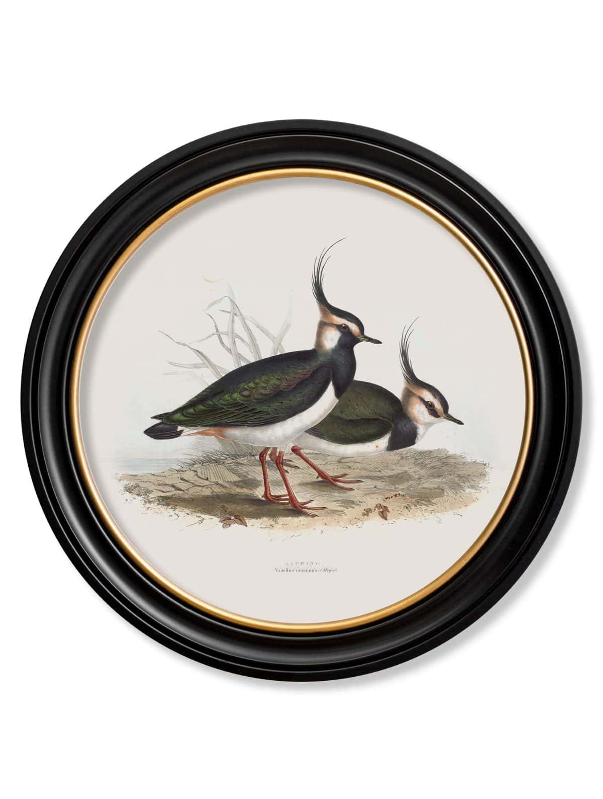 British Coastal Birds - Round