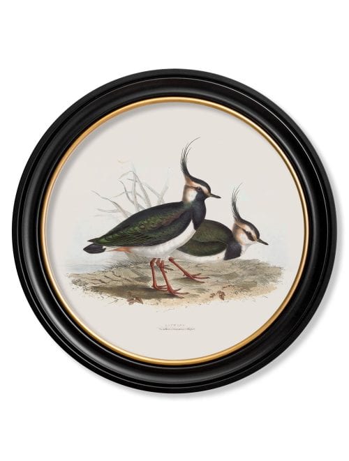 British Coastal Birds - Round