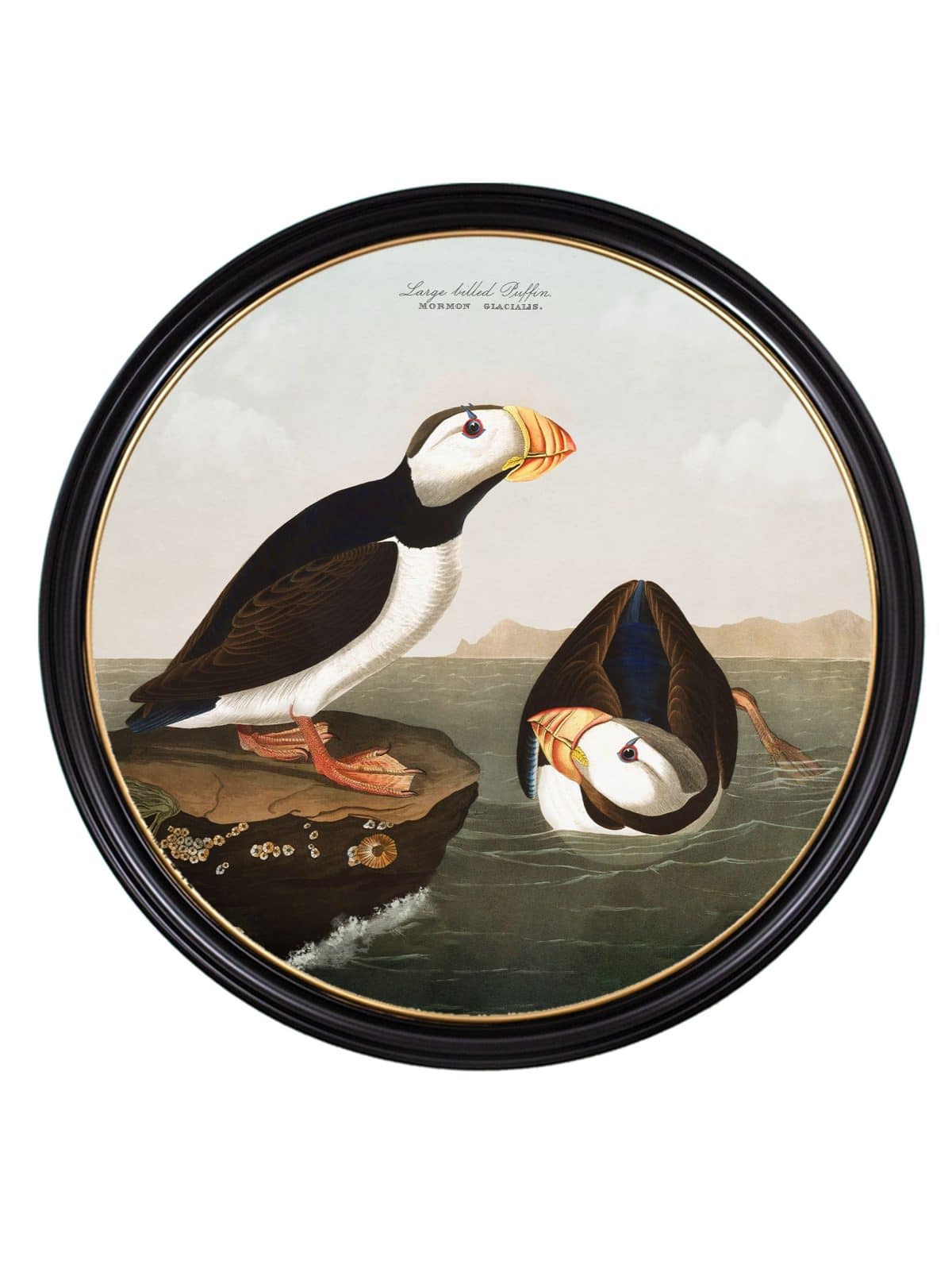Audubon's Puffins - Round Frame
