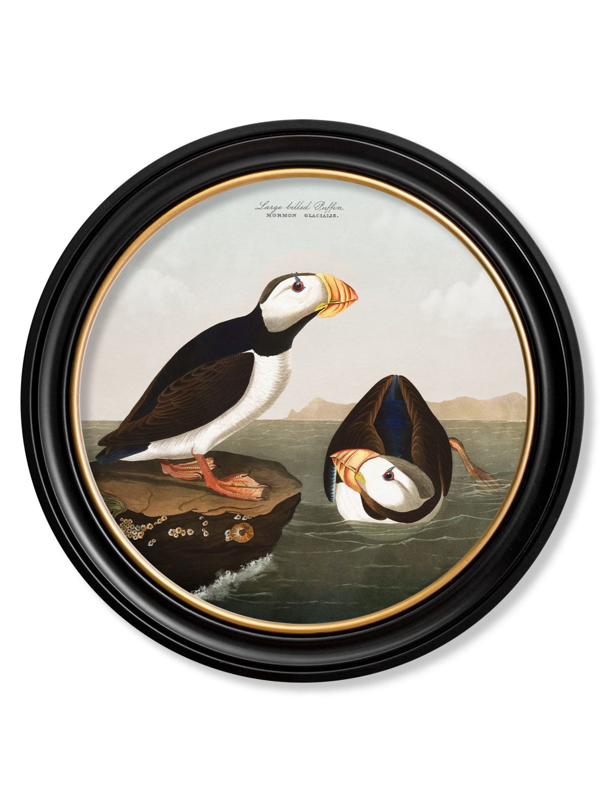 Audubon's Puffins - Round Frame