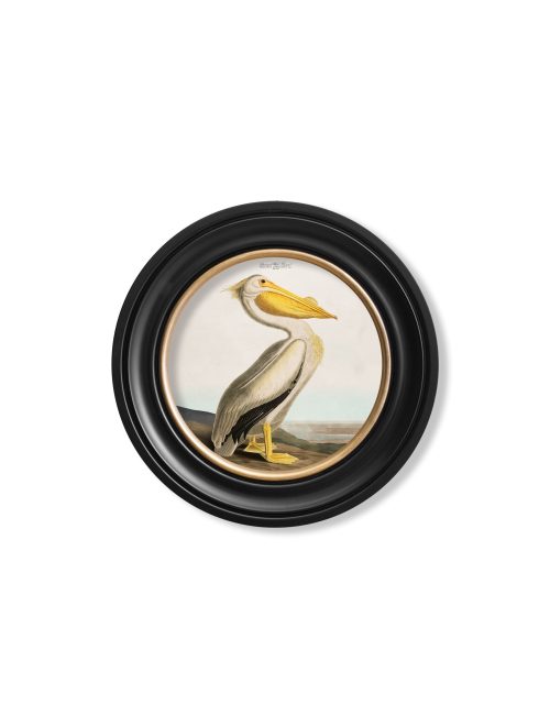 Audubon's Pelican - Light - Round Frame