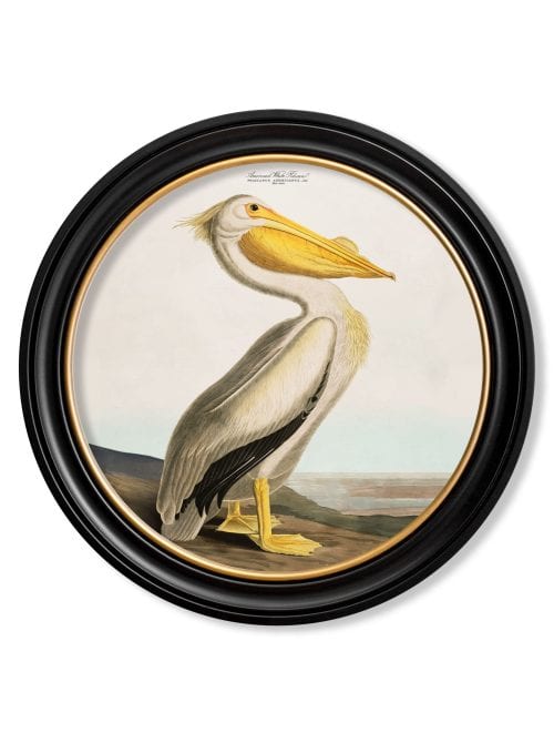 Audubon's Pelican - Light - Round Frame