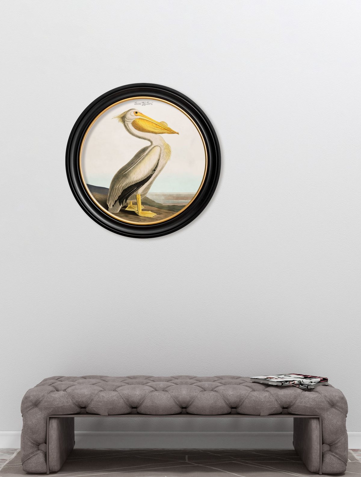 Audubon's Pelican - Light - Round Frame
