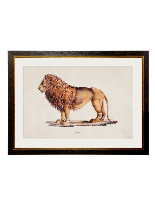 Lion and Lioness