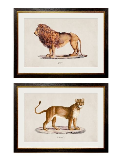 Lion and Lioness