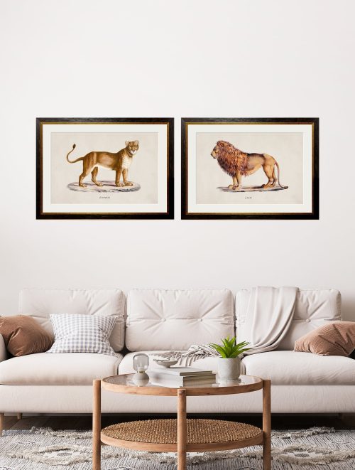 Lion and Lioness