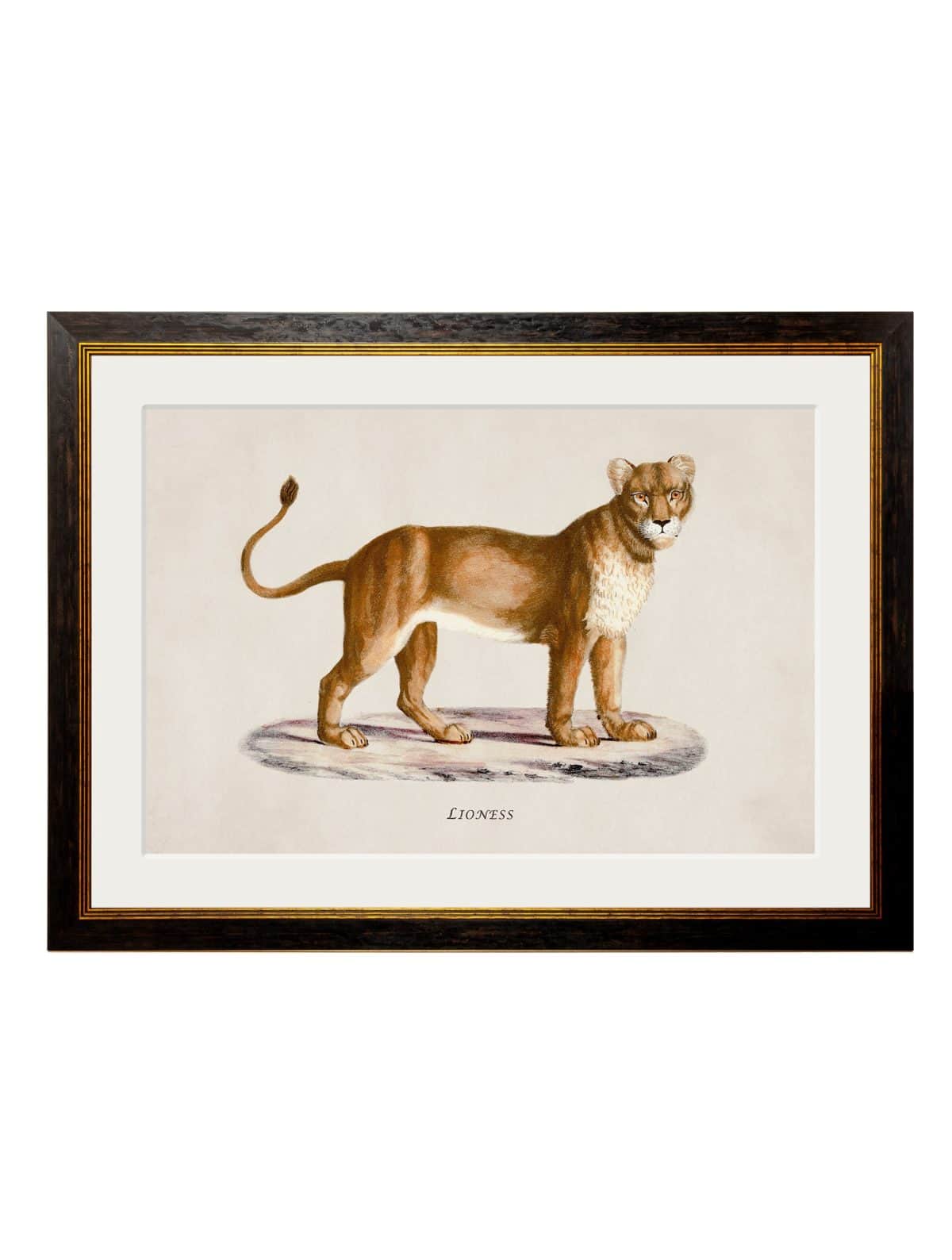 Lion and Lioness