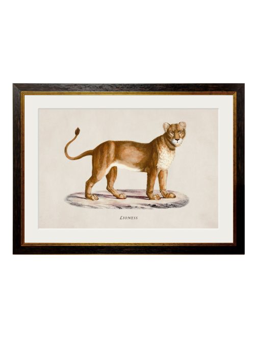Lion and Lioness