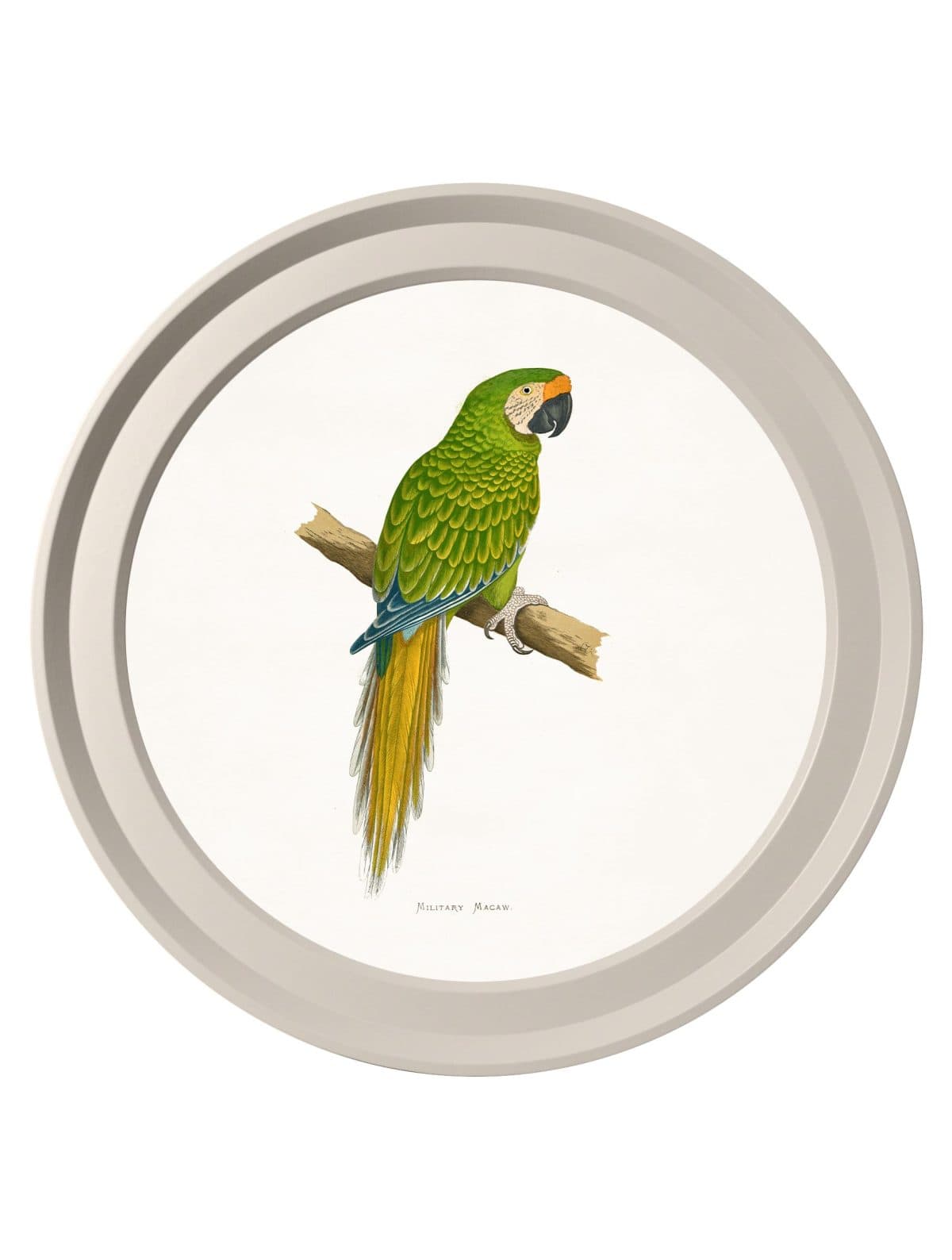 Collection of Macaws in Light Round Frames