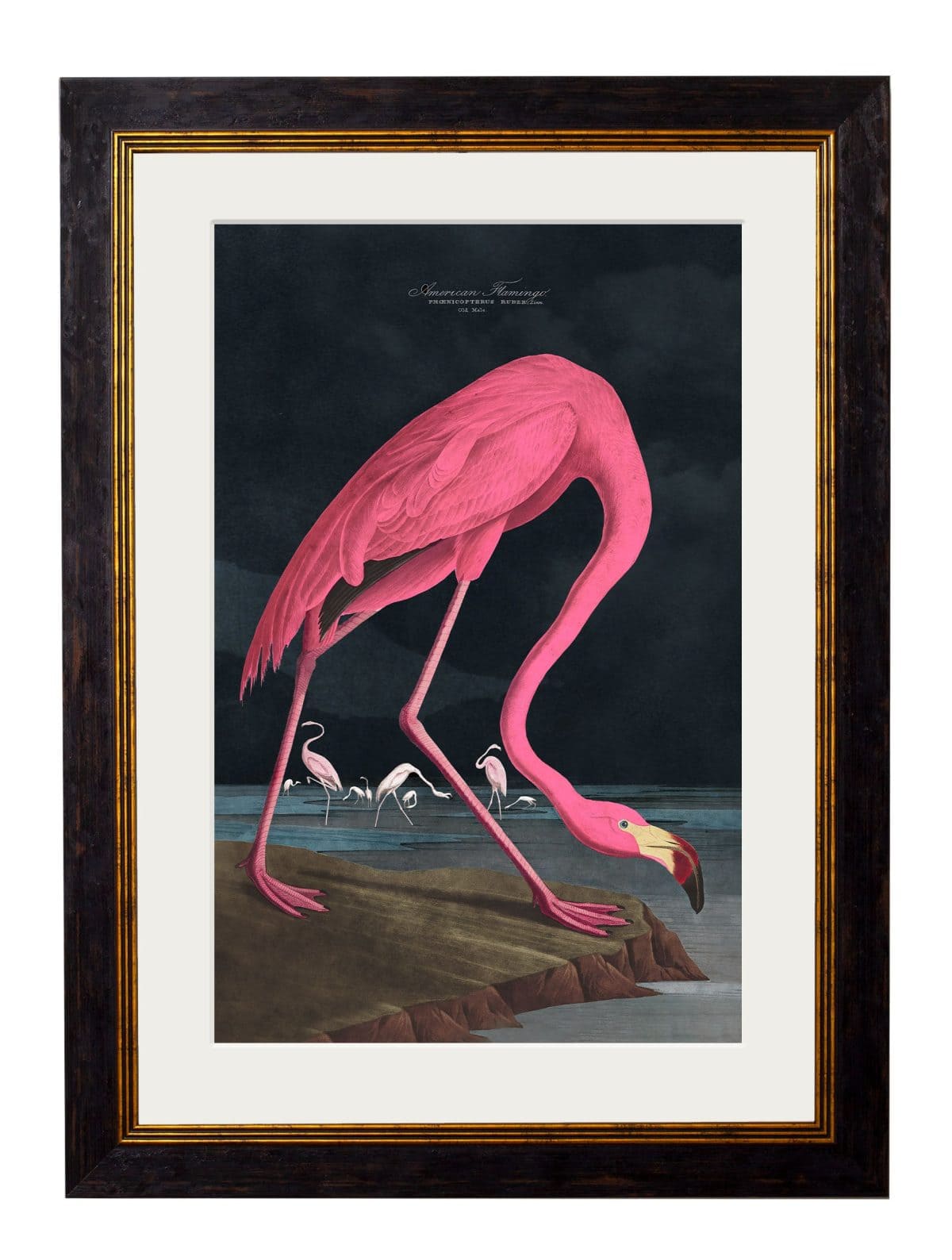 Audubon's Flamingo - Dark