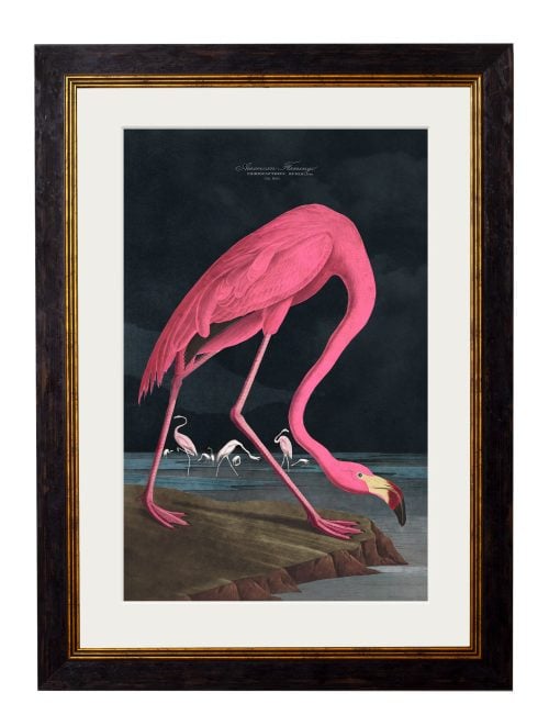 Audubon's Flamingo - Dark