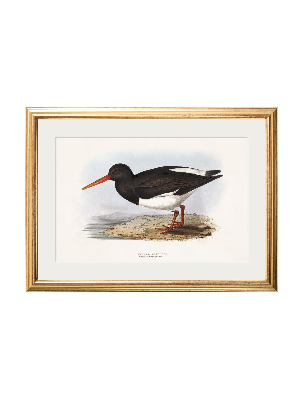 British Coastal Birds