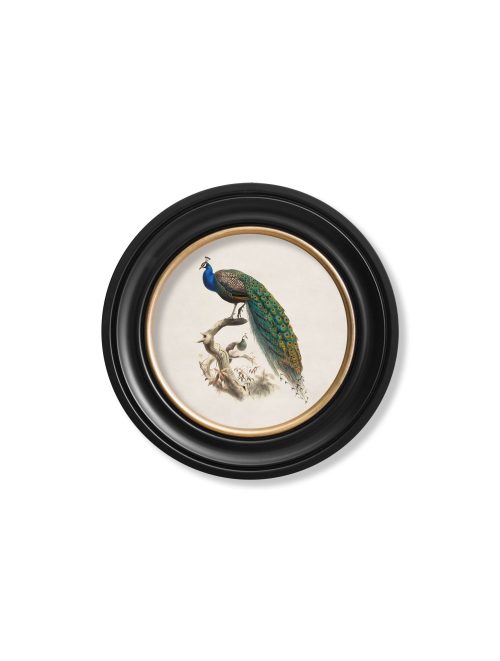 Peacock in Round Frame