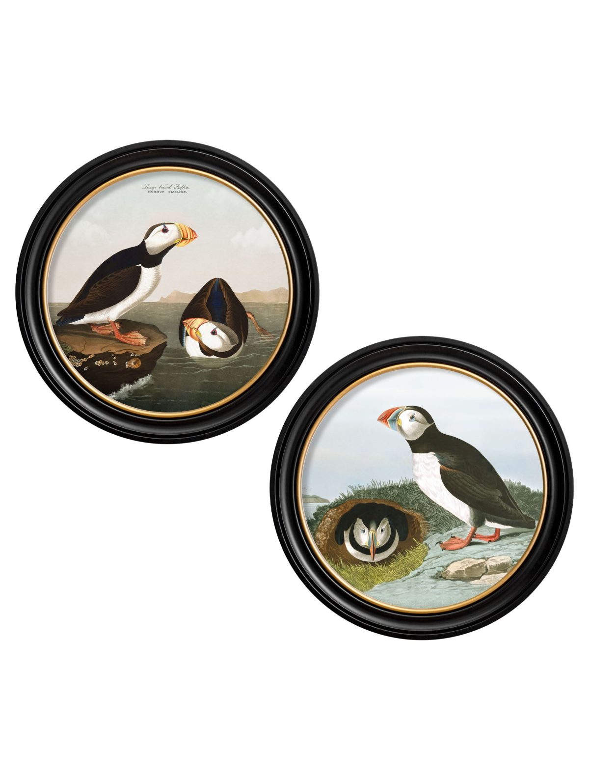 Audubon's Puffins - Round Frame