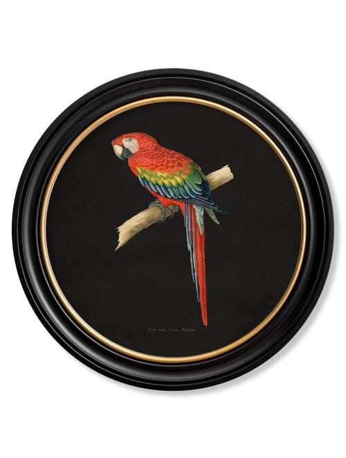 Collection of Macaws in Round Frames - Black