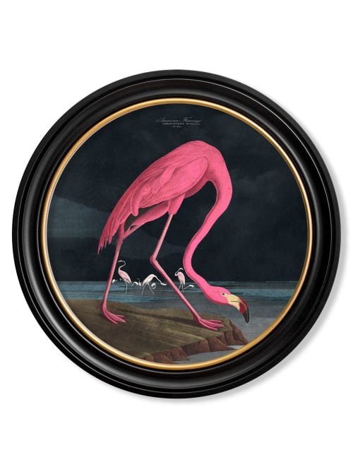 Audubon's Flamingo - Dark - Round Frame