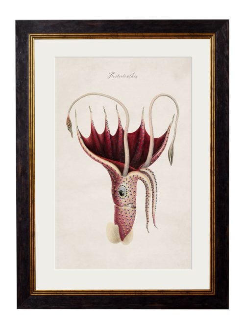 Collection of Marine Animals