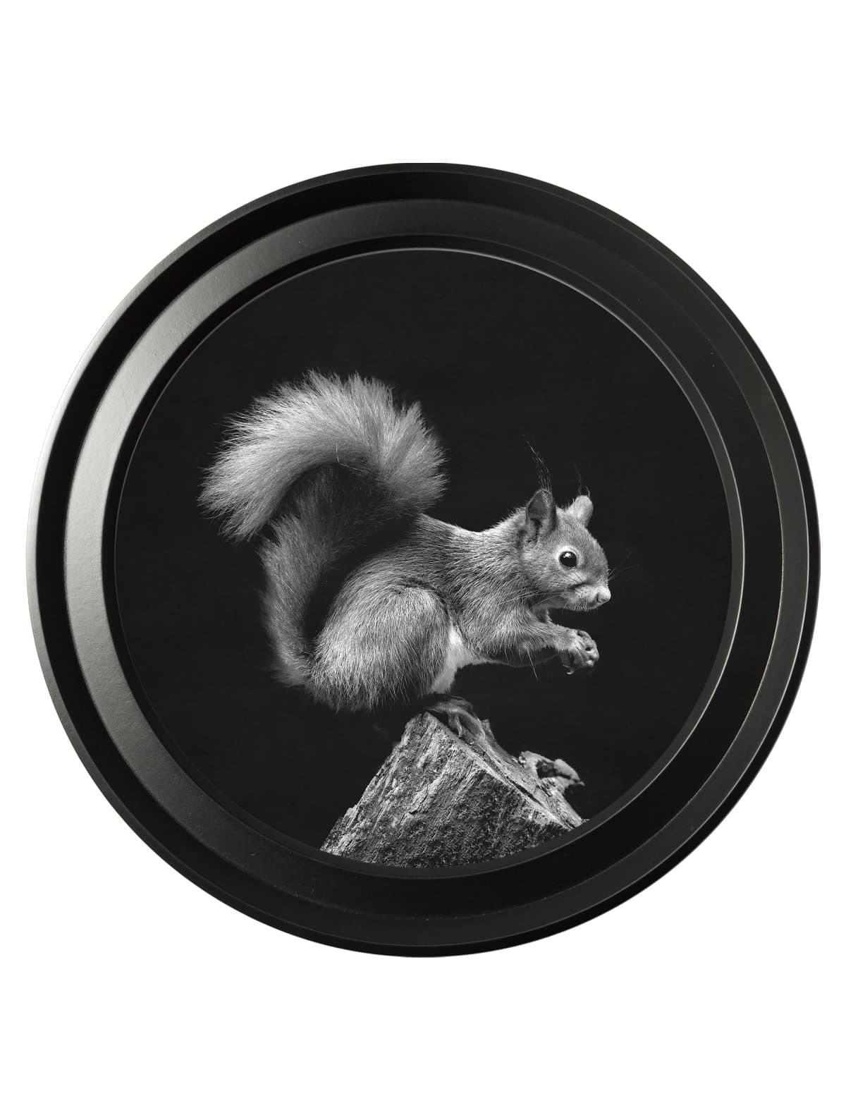 Wildlife Photography - Squirrel - Round Frame