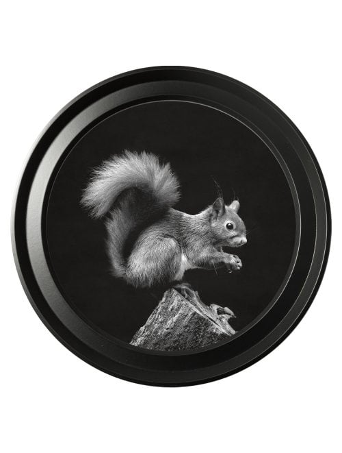 Wildlife Photography - Squirrel - Round Frame