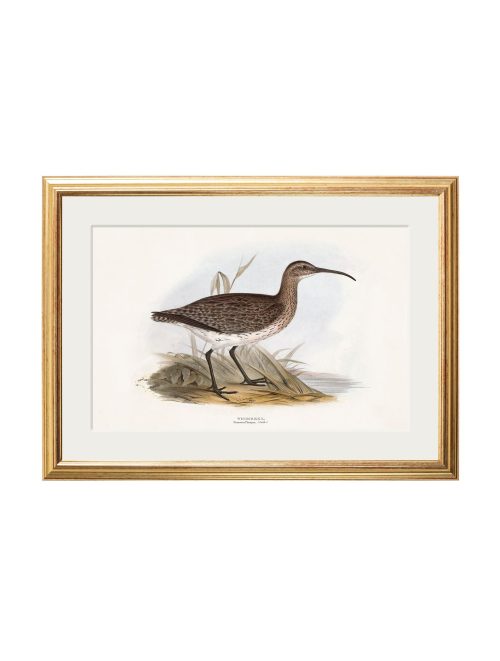 British Coastal Birds