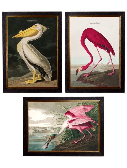 Audubon's Birds of America
