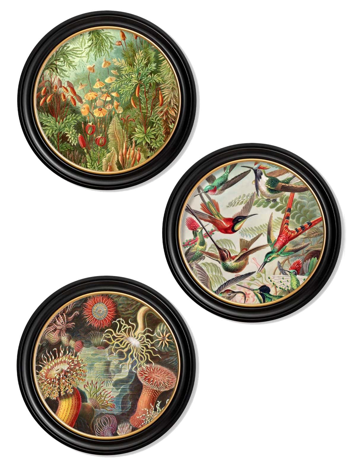 Haeckel Flora and Fauna - Round Frames