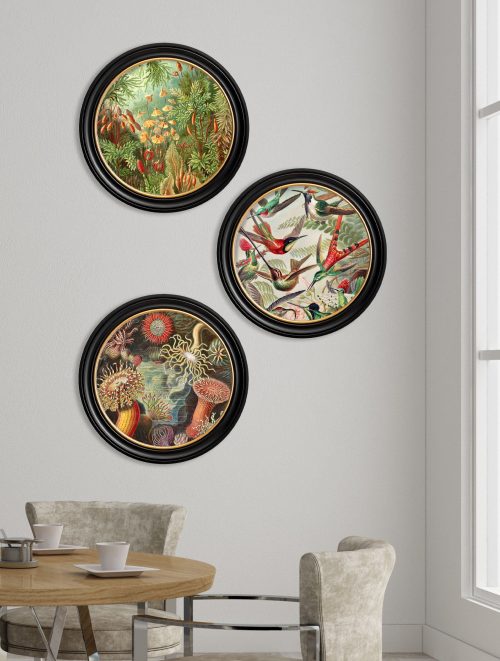 Haeckel Flora and Fauna - Round Frames