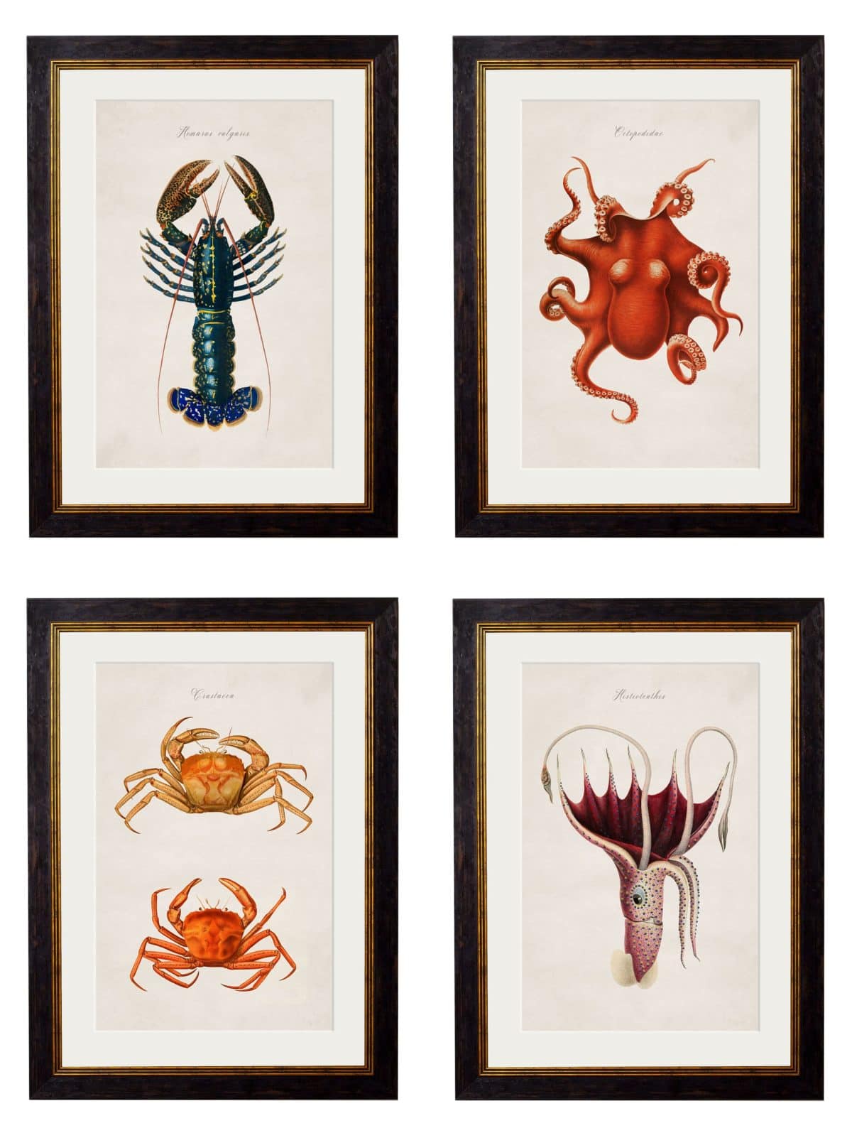 Collection of Marine Animals