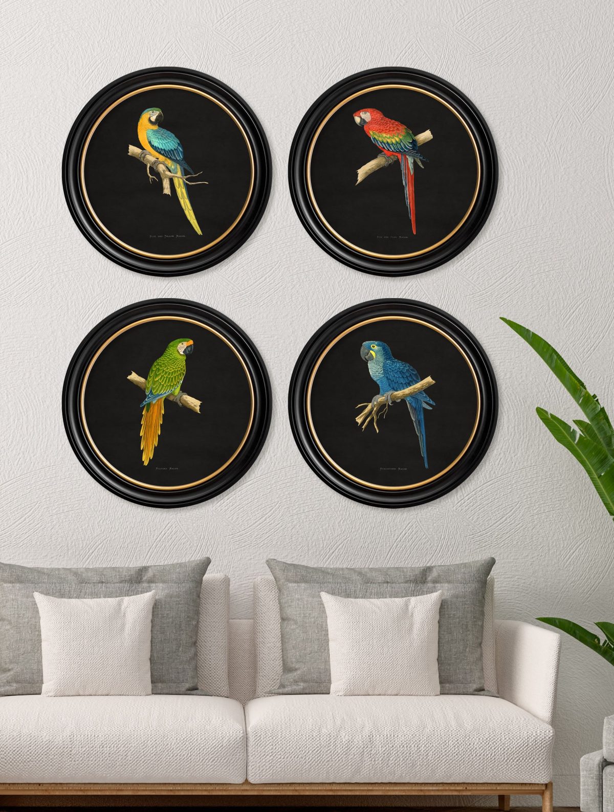 Collection of Macaws in Round Frames - Black