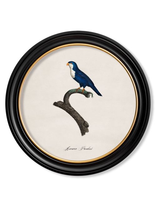 Collection of Parrots in Round Frames 1