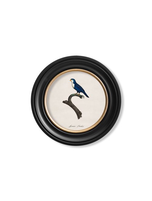 Collection of Parrots in Round Frames 1