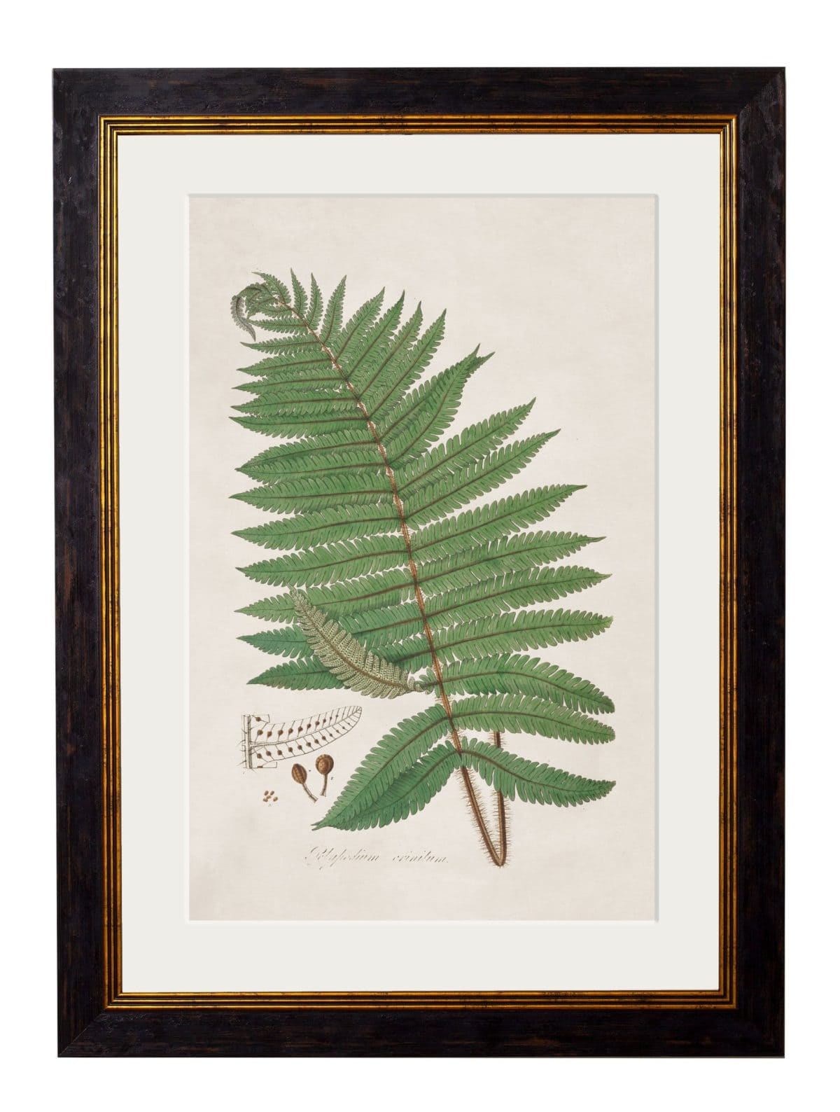 Collection of Ferns