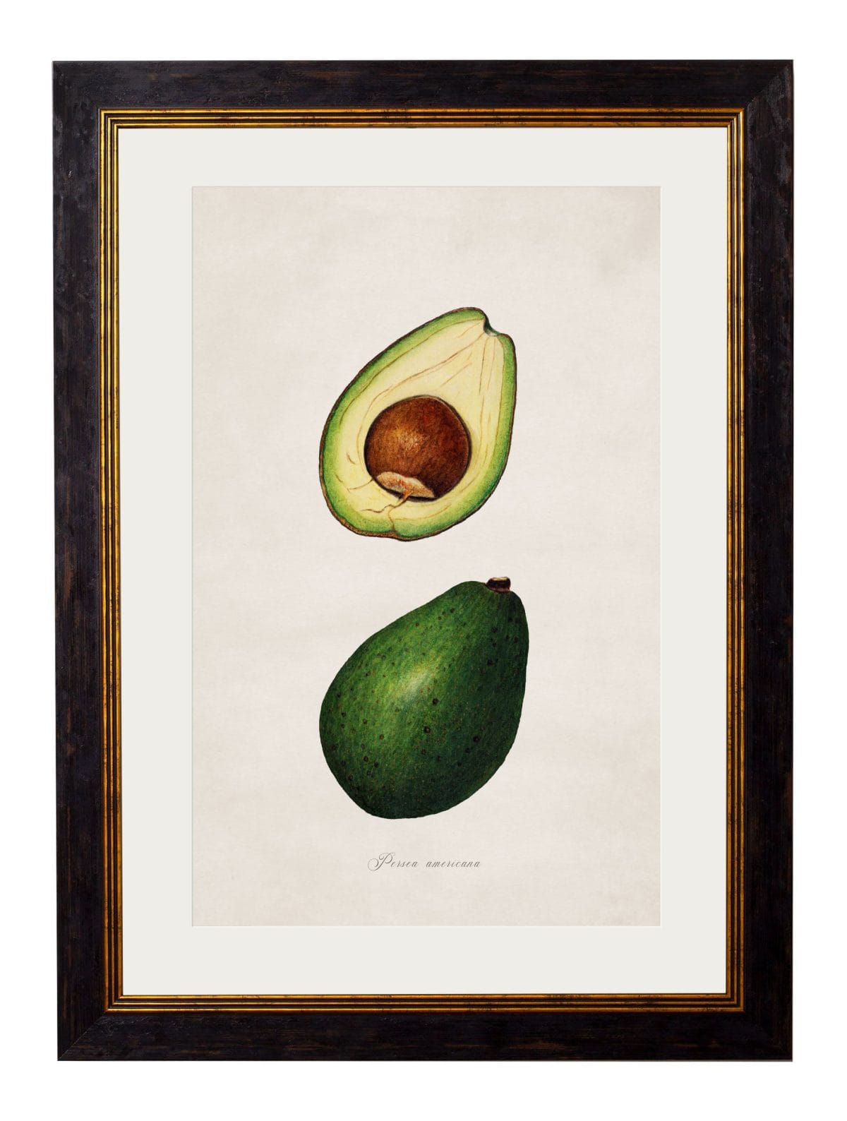Study of Avocados