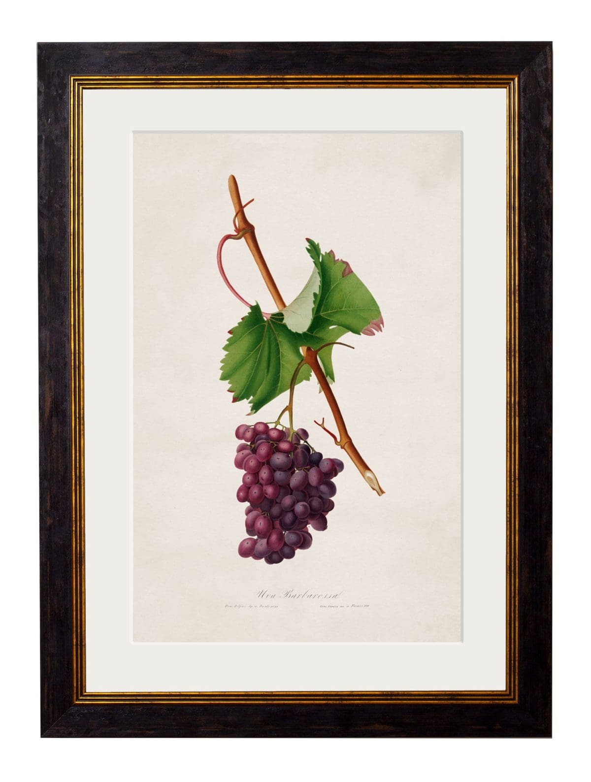 Collection of Botanical Grapes